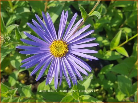 Aster frikartii &#039;Wunder von St&auml;fa&#039; | Aster | Frikarts Aster