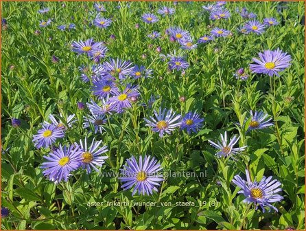 Aster frikartii &#039;Wunder von St&auml;fa&#039; | Aster | Frikarts Aster