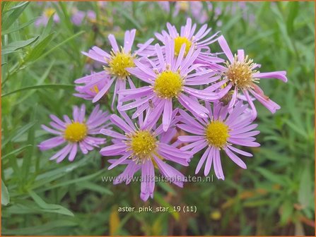 Aster &#039;Pink Star&#039; | Aster | Aster