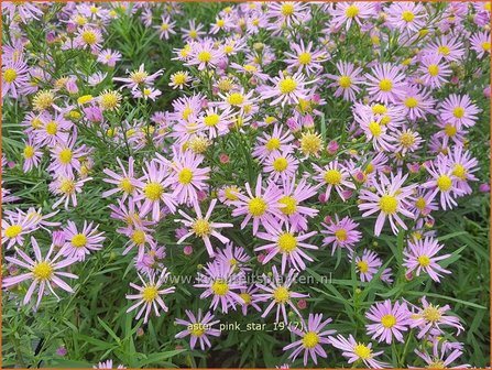 Aster &#039;Pink Star&#039; | Aster | Aster