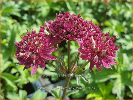 Astrantia major &#039;Burgundy Manor&#039; | Zeeuws knoopje, Groot sterrenscherm | Gro&szlig;e Sterndolde