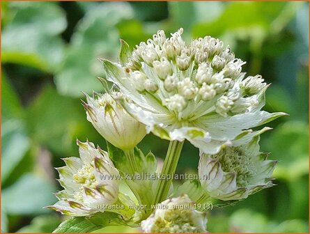 Astrantia major &amp;#39;White Angel&amp;#39;