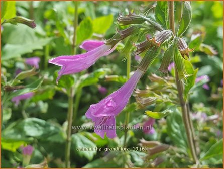 Calamintha grandiflora | Steentijm | Gro&szlig;bl&uuml;tige Bergminze