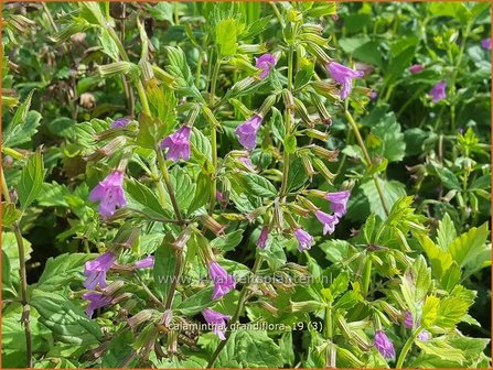 Calamintha grandiflora | Steentijm | Gro&szlig;bl&uuml;tige Bergminze