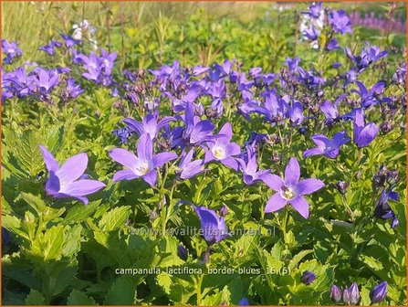 Campanula lactiflora &amp;#x0027;Border Blues&amp;#x0027; | Klokjesbloem | Dolden-Glockenblume