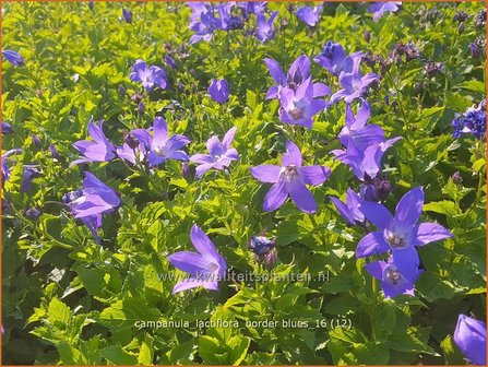 Campanula lactiflora &amp;#x0027;Border Blues&amp;#x0027; | Klokjesbloem | Dolden-Glockenblume