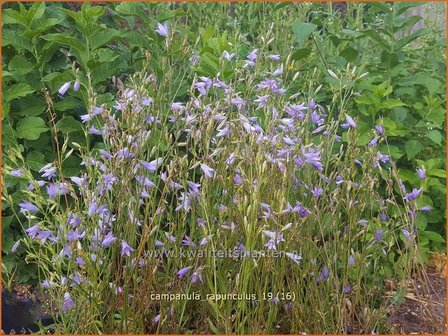 Campanula rapunculus | Rapunzelklokje, Repelsteeltje, Klokjesbloem | Rapunzel-Glockenblume