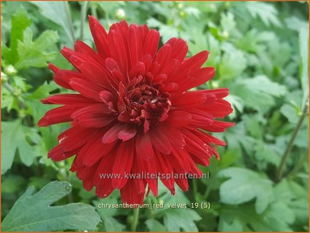 Chrysanthemum &#039;Red Velvet&#039; | Tuinchrysant, Chrysant | Chrysantheme