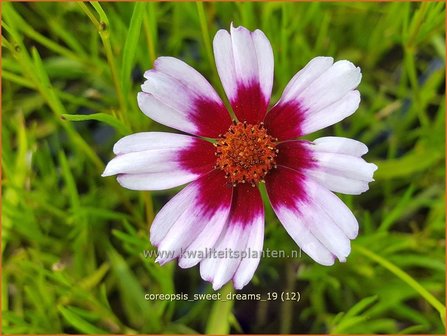 Coreopsis &#039;Sweet Dreams&#039; | Meisjesogen | M&auml;dchenauge