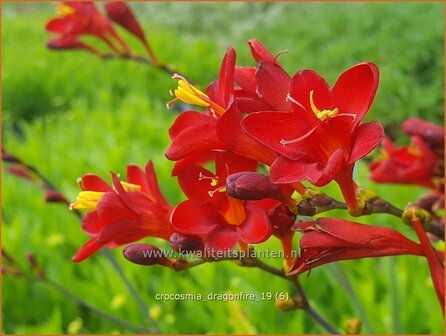 Crocosmia &#039;Dragonfire&#039; | Montbretia | Montbretie