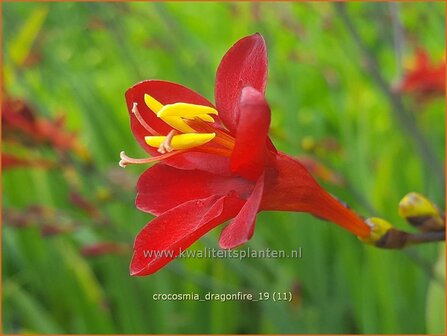 Crocosmia &#039;Dragonfire&#039; | Montbretia | Montbretie