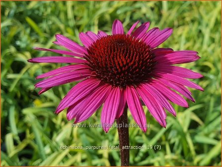 Echinacea purpurea &#039;Fatal Attraction&#039; | Rode zonnehoed, Zonnehoed | Roter Sonnenhut