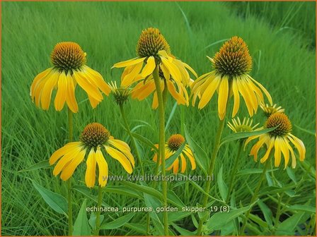 Echinacea purpurea &amp;#x0027;Golden Skipper&amp;#x0027; | Zonnehoed | Roter Sonnenhut