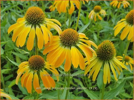 Echinacea purpurea &amp;#x0027;Golden Skipper&amp;#x0027; | Zonnehoed | Roter Sonnenhut