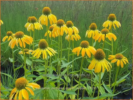 Echinacea purpurea &amp;#x0027;Golden Skipper&amp;#x0027; | Zonnehoed | Roter Sonnenhut