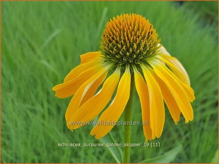 Echinacea purpurea &amp;#x0027;Golden Skipper&amp;#x0027; | Zonnehoed | Roter Sonnenhut