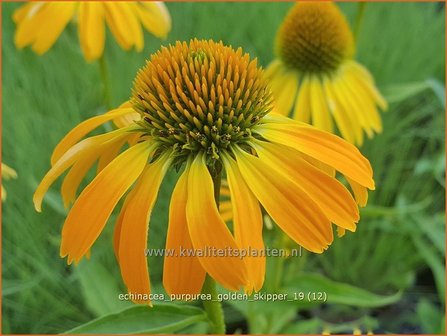 Echinacea purpurea &amp;#x0027;Golden Skipper&amp;#x0027; | Zonnehoed | Roter Sonnenhut