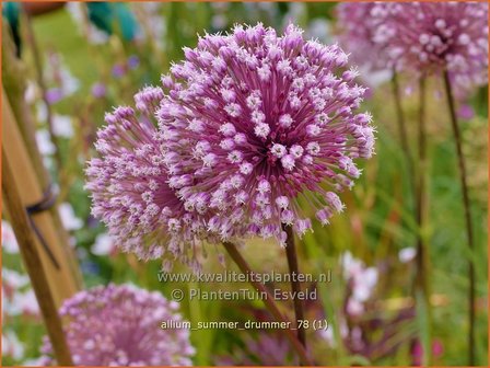 Allium &#039;Summer Drummer&#039; | Sierui, Look | Lauch