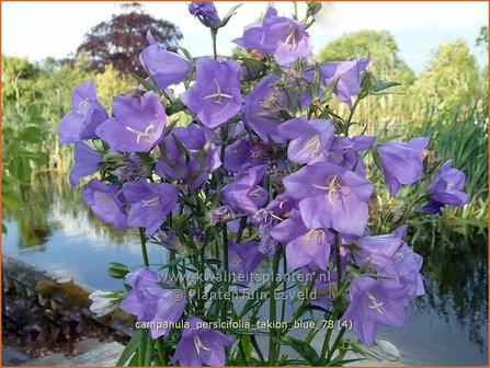 Campanula persicifolia &#039;Takion Blue&#039; | Perzikbladklokje, Prachtklokje, Klokjesbloem | Pfirsichbl&auml;ttrige Gl