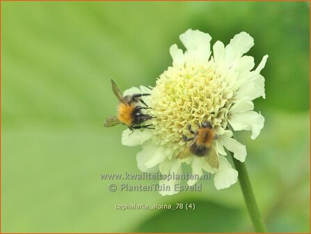 Cephalaria alpina | Alpenscabiosa | Alpen-Schuppenkopf