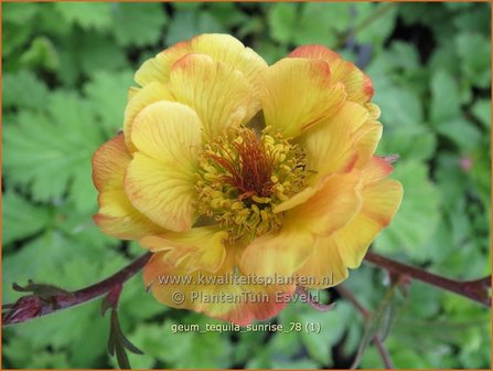 Geum &#039;Tequila Sunrise&#039; | Nagelkruid | Nelkenwurz