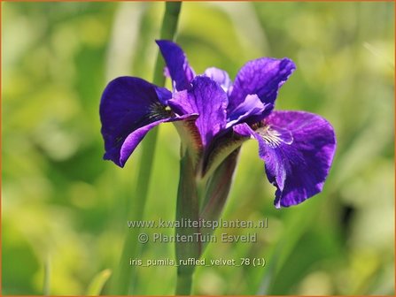 Iris pumila &#039;Ruffled Velvet&#039; | Zwaardlelie, Iris, Lis | Zwerg-Schwertlilie