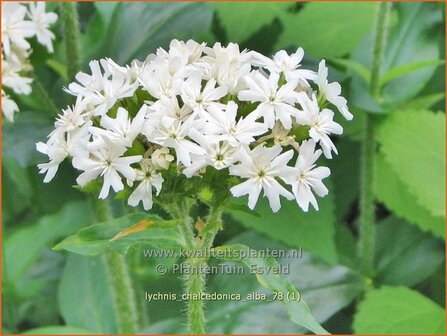 Lychnis chalcedonica &#039;Alba&#039; | Brandende liefde | Brennende Liebe