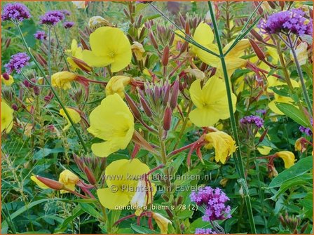 Oenothera biennis | Middelste teunisbloem, Gewone teunisbloem, Teunisbloem | Gew&ouml;hnliche Nachtkerze