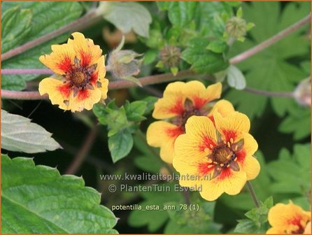 Potentilla &#039;Esta Ann&#039; | Ganzerik | Fingerkraut