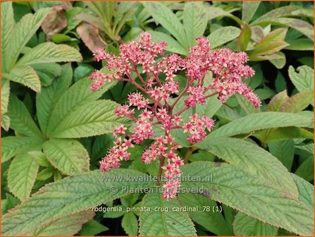 Rodgersia pinnata &#039;Crug Cardinal&#039; | Schout-bij-nacht, Kijkblad | Fiederbl&auml;ttriges Schaublatt