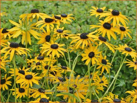 Rudbeckia fulgida &#039;Pot of Gold&#039; | Zonnehoed | Gew&ouml;hnlicher Sonnenhut