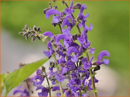 Salvia pratensis &#039;Twilight Serenade&#039; | Veldsalie, Salie, Salvia | Wiesen-Salbei