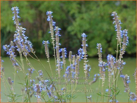 Salvia uliginosa &#039;Ballon Azul&#039; | Salie, Salvia | Moor-Salbei