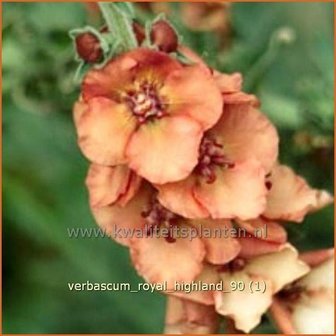 Verbascum &#039;Royal Highland&#039; | Toorts