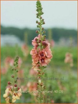 Verbascum &#039;Royal Highland&#039; | Toorts