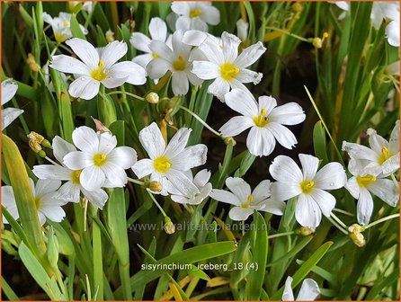 Sisyrinchium &#039;Iceberg&#039; | Bieslelie | Binsenlilie