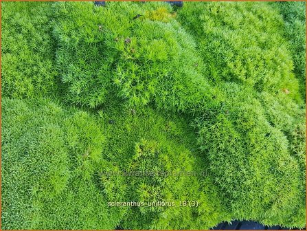 Scleranthus uniflorus | Nieuw-Zeelands mos, Hardbloem | Neuseel&auml;nder Kn&auml;uel