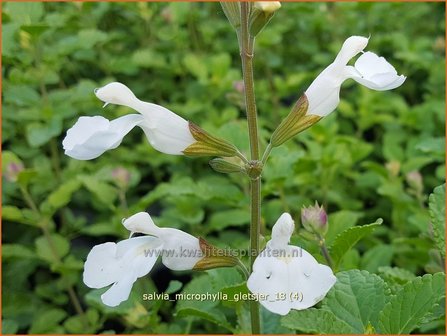 Salvia microphylla &#039;Gletsjer&#039; | Salie, Salvia | Johannisbeersalbei