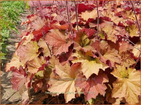 Heuchera &amp;#39;Rex Dark Amber&amp;#39; | Purperklokje | Purpurgl&ouml;ckchen