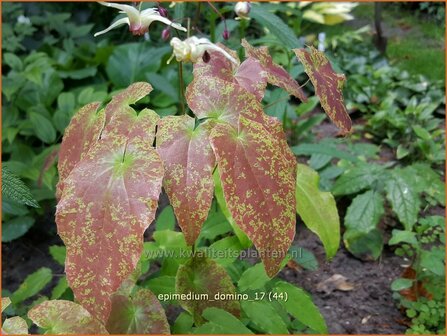 Epimedium &#039;Domino&#039; | Elfenbloem | Elfenblume