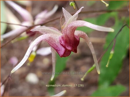 Epimedium &#039;Domino&#039; | Elfenbloem | Elfenblume