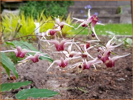 Epimedium &#039;Domino&#039; | Elfenbloem | Elfenblume