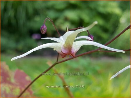 Epimedium &#039;Domino&#039; | Elfenbloem | Elfenblume