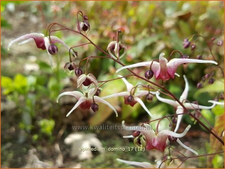 Epimedium &#039;Domino&#039; | Elfenbloem | Elfenblume