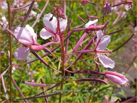 Epilobium angustifolium &#039;Stahl Rose&#039; | Wilgenroosje | Waldweidenr&ouml;schen