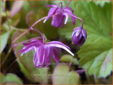 Epimedium grandiflorum &#039;Shiho&#039; | Elfenbloem | Gro&szlig;bl&uuml;tige Elfenblume