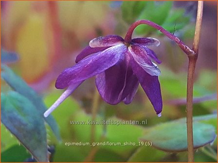 Epimedium grandiflorum &#039;Shiho&#039; | Elfenbloem | Gro&szlig;bl&uuml;tige Elfenblume