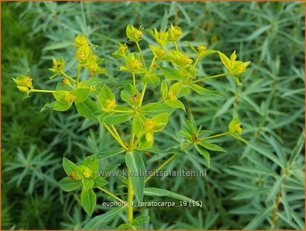 Euphorbia ceratocarpa | Wolfsmelk | Hornfr&amp;#x00fc;chtige Wolfsmilch