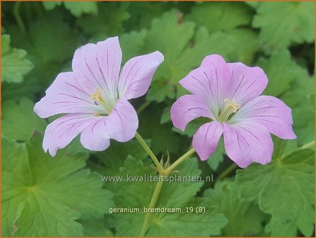 Geranium &#039;Bremdream&#039; | Ooievaarsbek, Tuingeranium | Storchschnabel