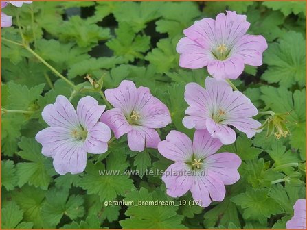 Geranium &#039;Bremdream&#039; | Ooievaarsbek, Tuingeranium | Storchschnabel